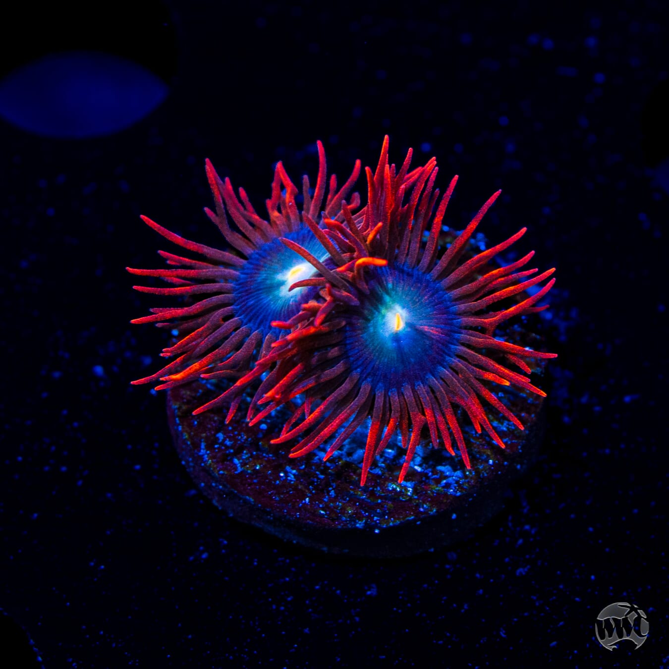 WWC Wildfire Zoanthids