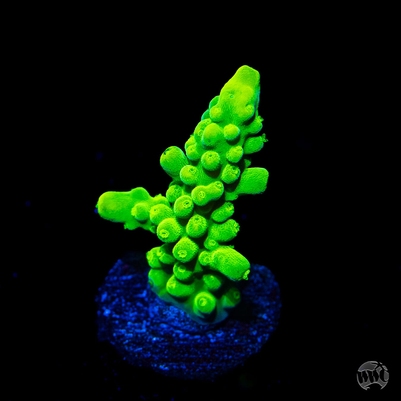 WWC Yellow Austera Acropora