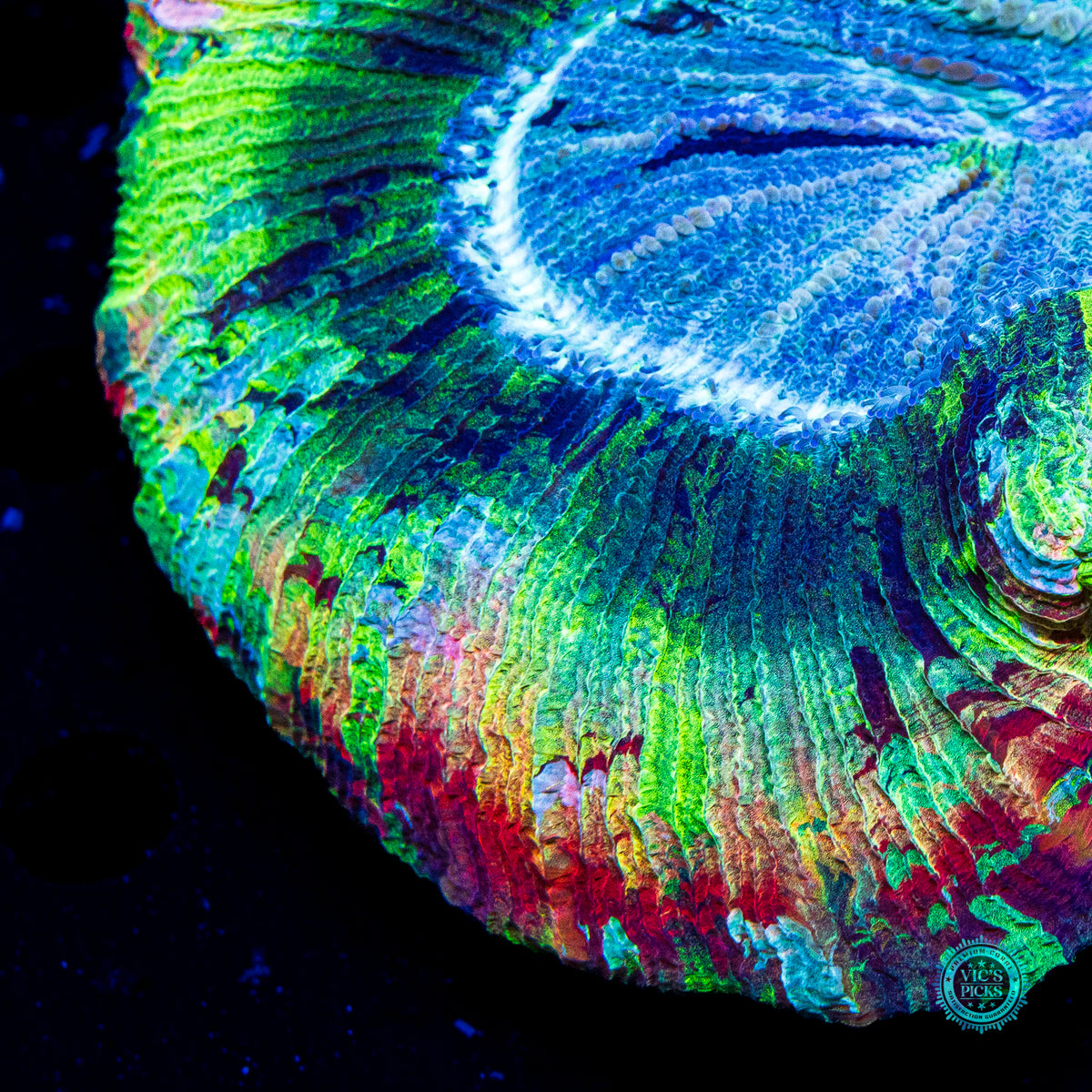 Rainbow River Trachyphyllia