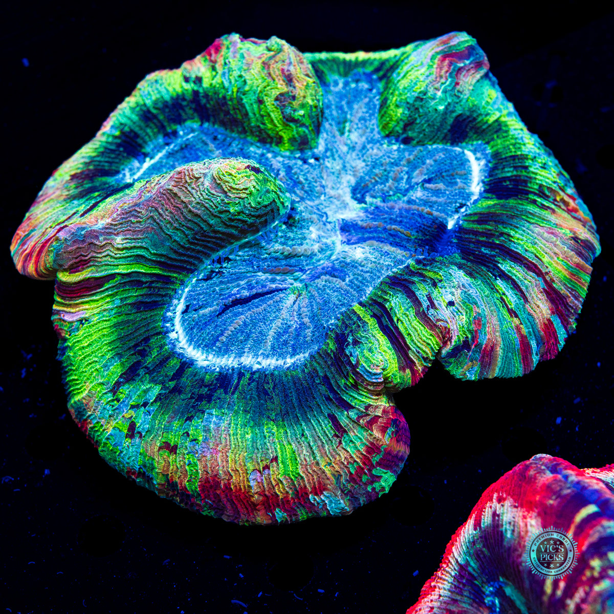 Rainbow River Trachyphyllia