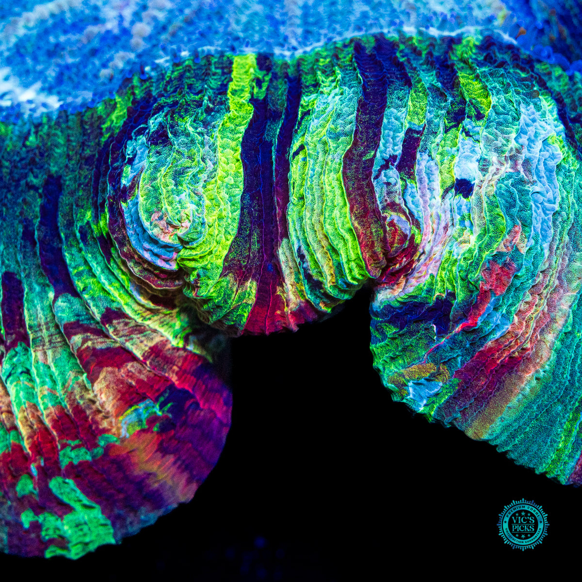 Rainbow River Trachyphyllia