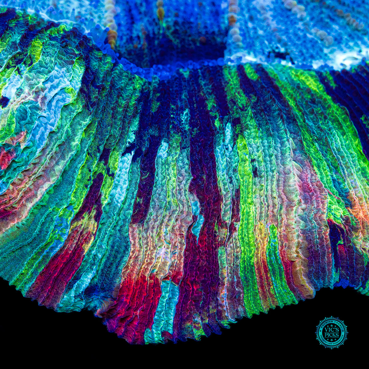 Rainbow River Trachyphyllia