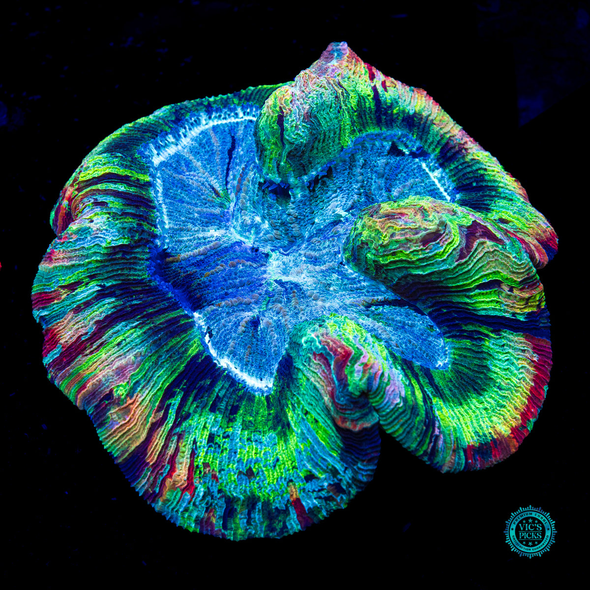 Rainbow River Trachyphyllia