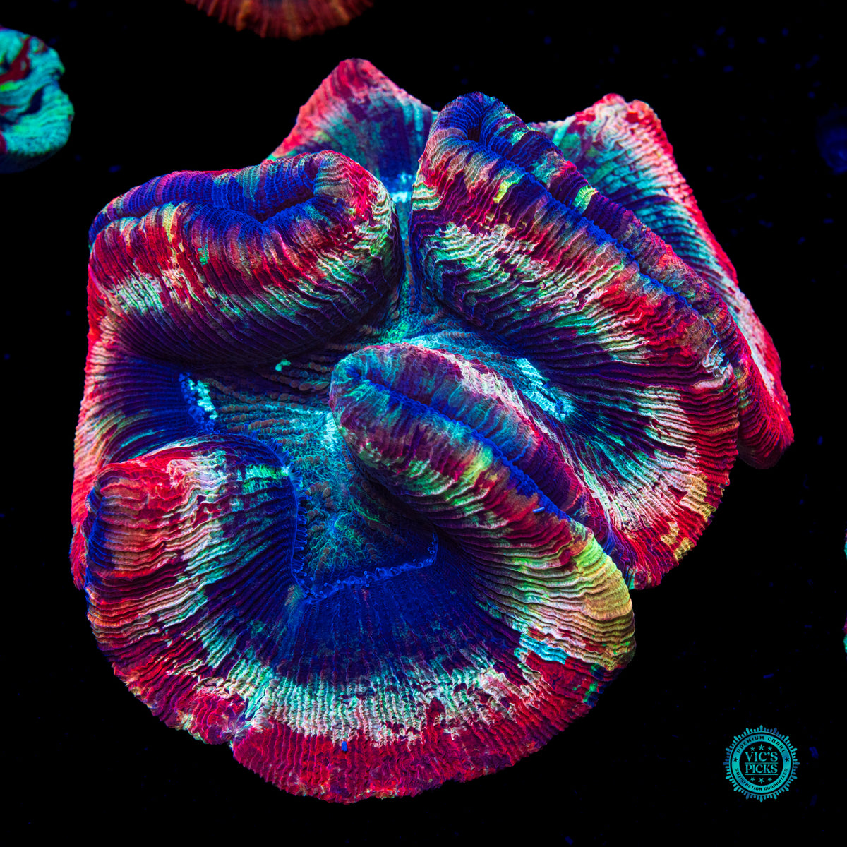 Strawberry Explosion Trachyphyllia