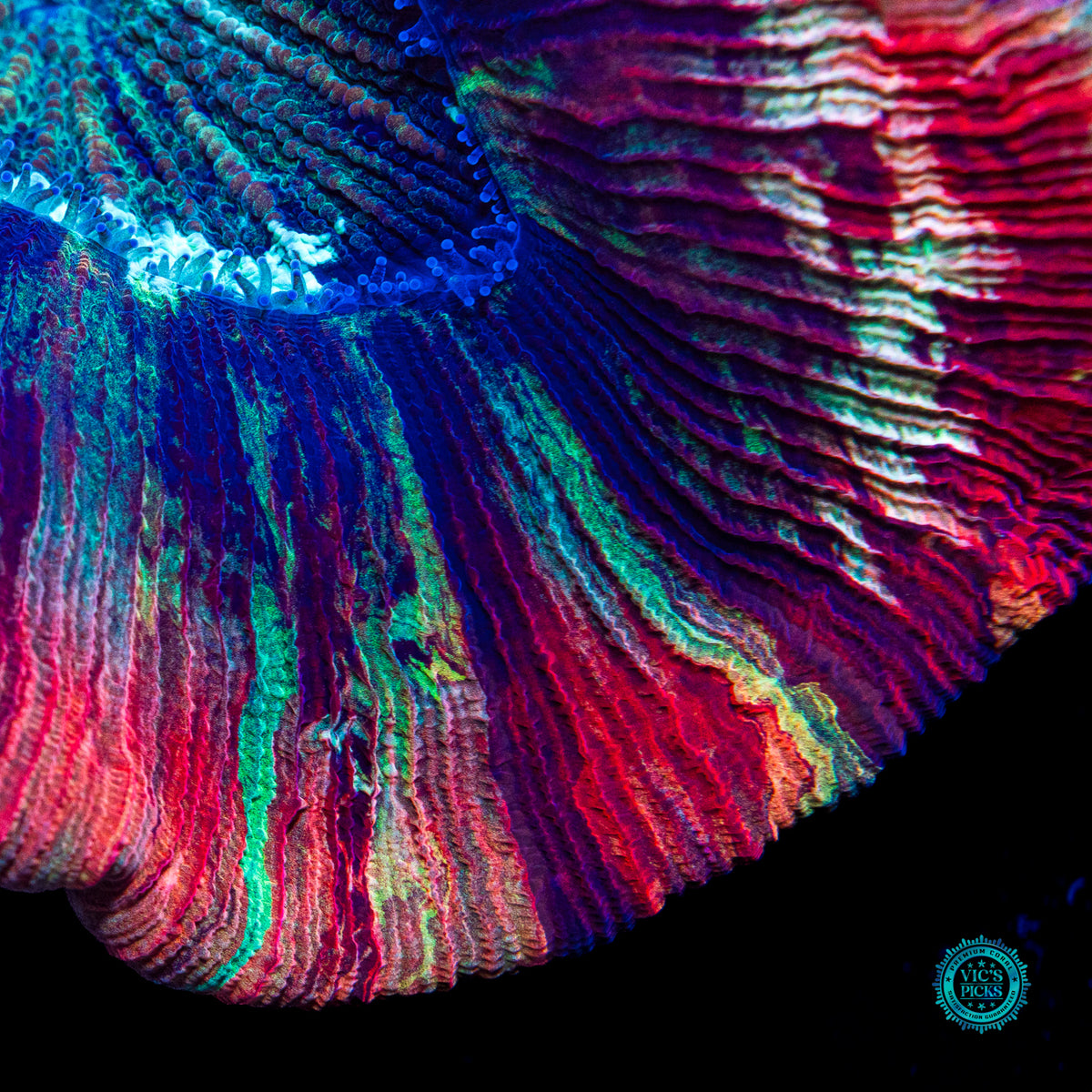 Strawberry Explosion Trachyphyllia