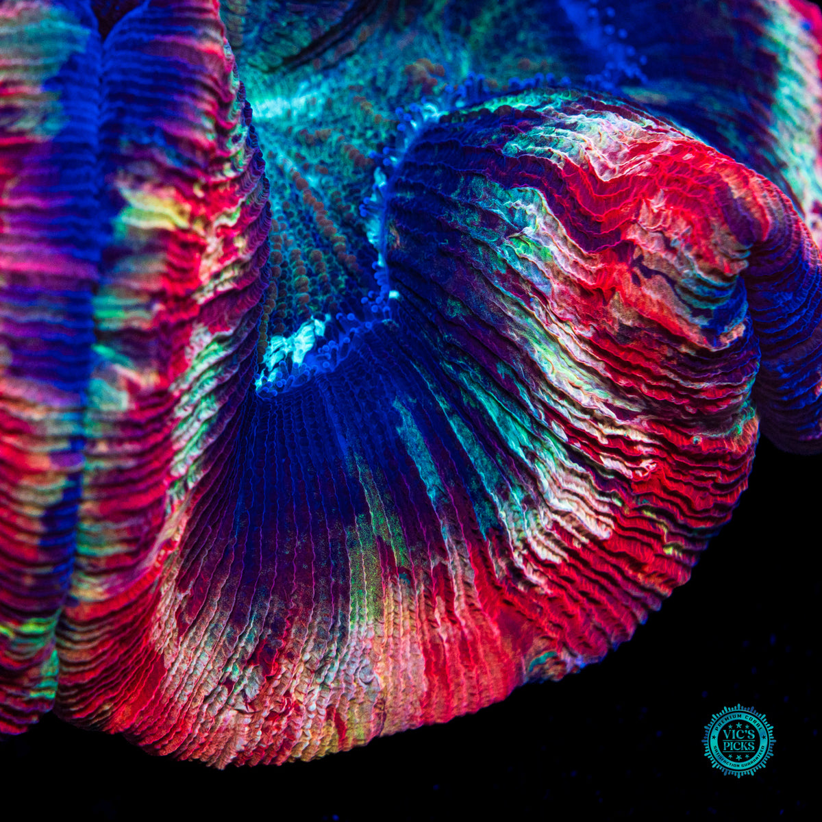 Strawberry Explosion Trachyphyllia