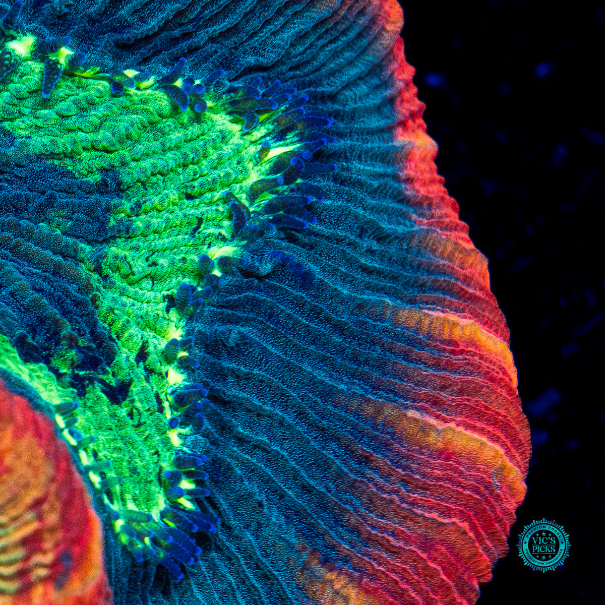 Smoldering Atoll Trachyphyllia