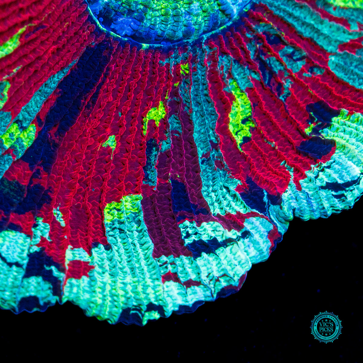 Scarlet Seafoam Trachyphyllia
