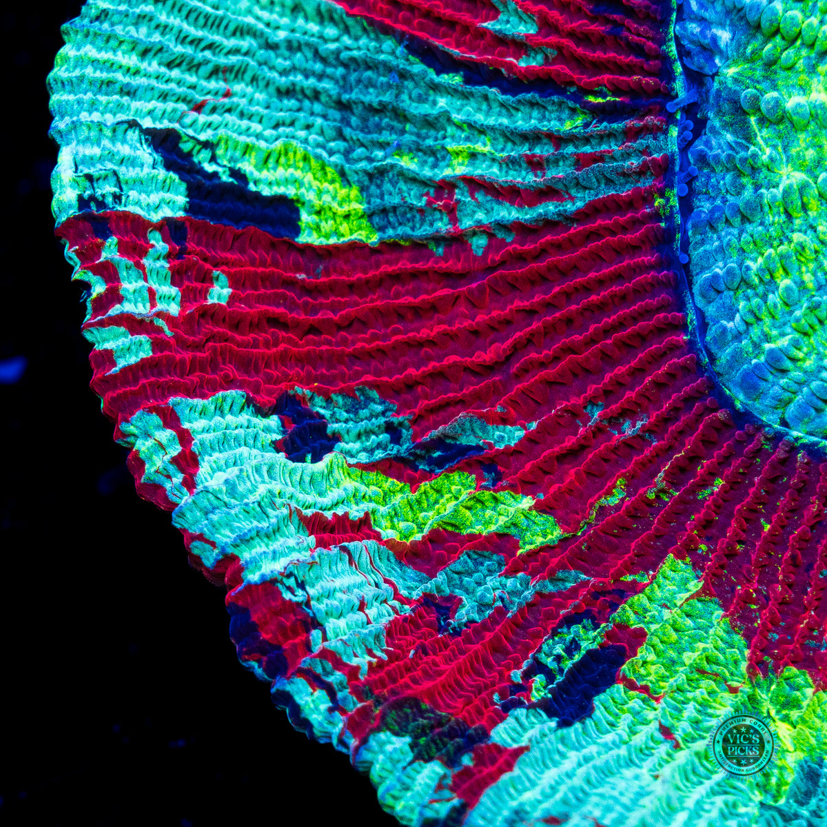 Scarlet Seafoam Trachyphyllia