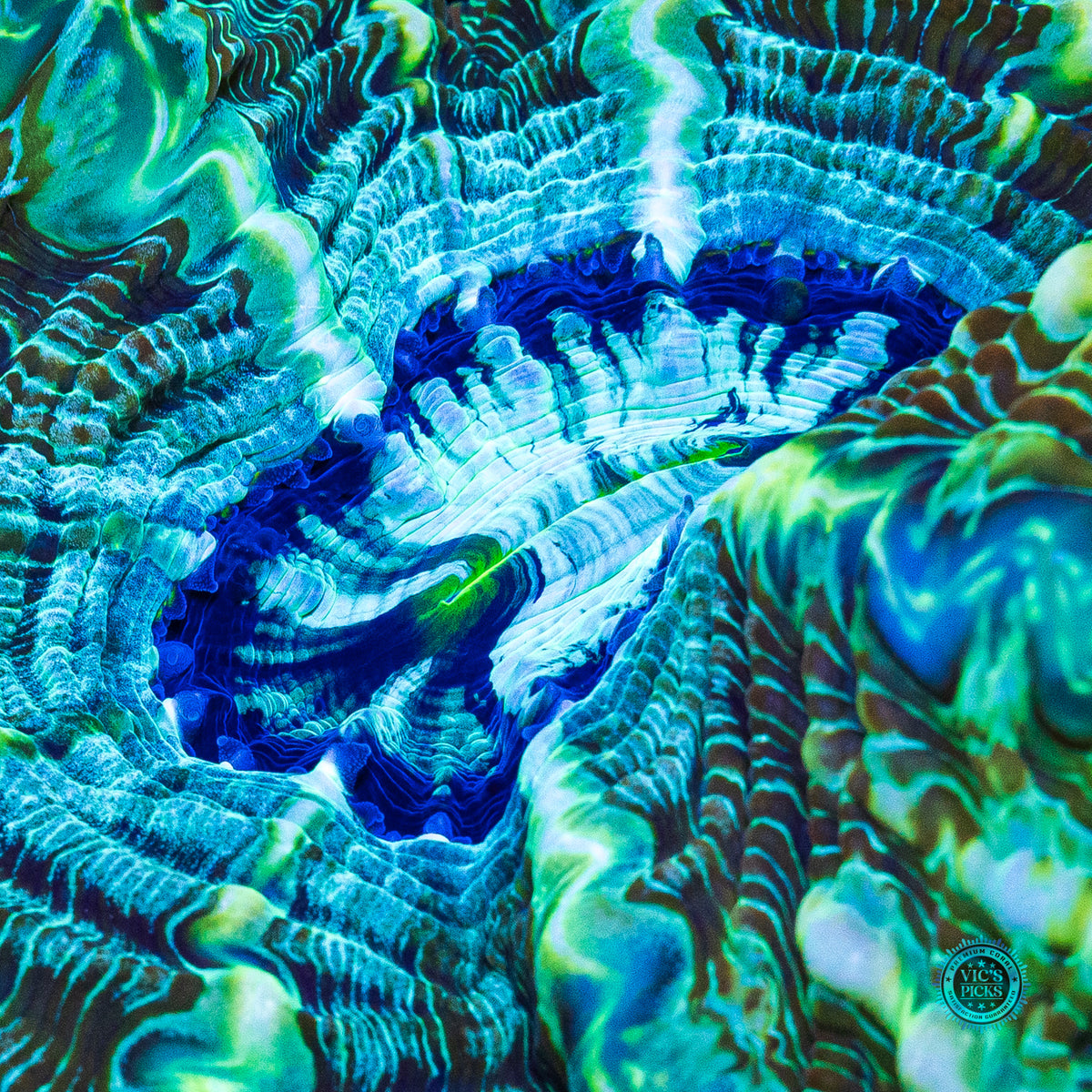 Emerald Abyss Indophyllia