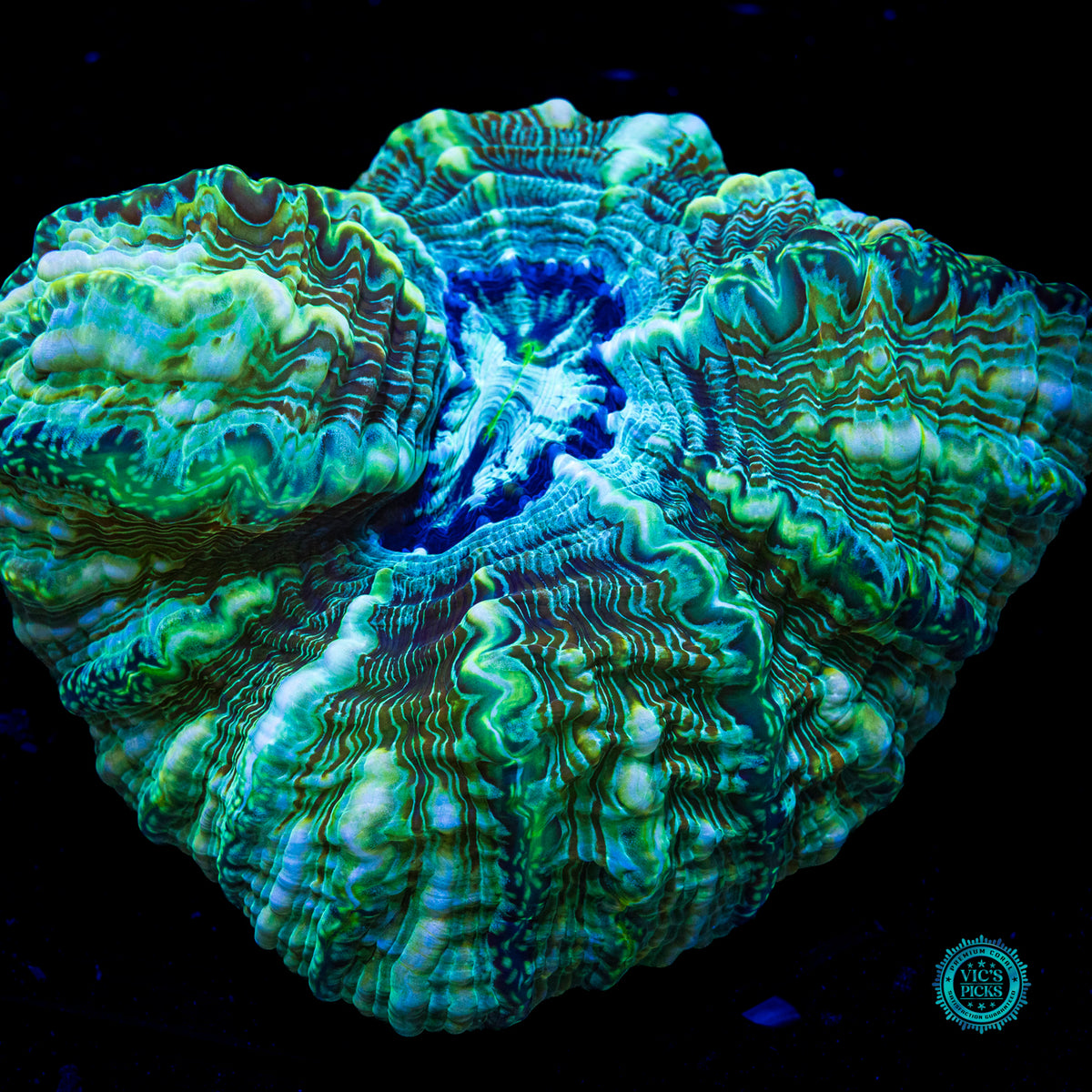 Emerald Abyss Indophyllia