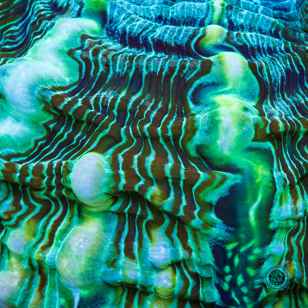 Emerald Abyss Indophyllia