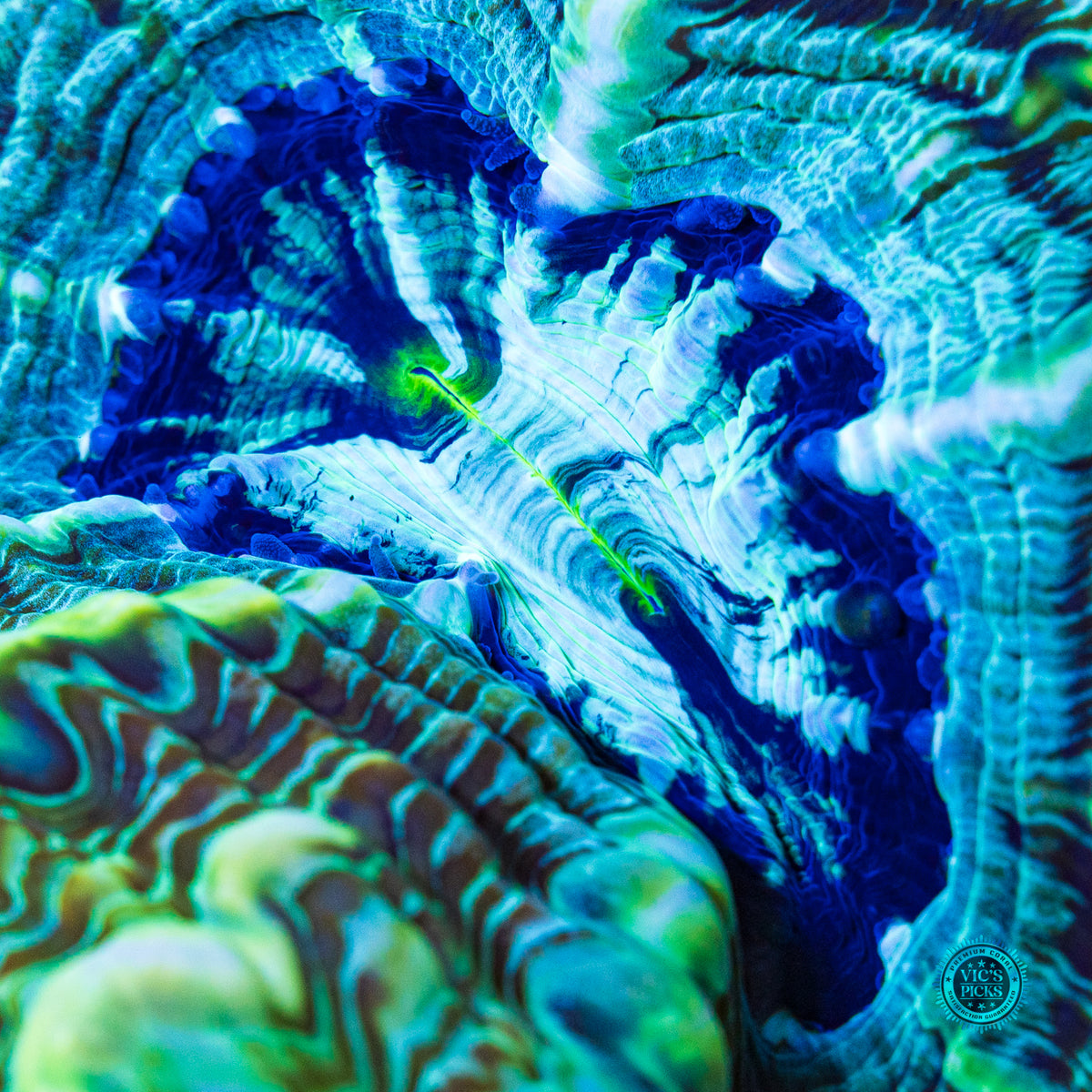 Emerald Abyss Indophyllia