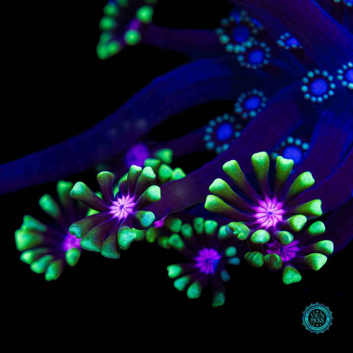 WWC Macho Man Alveopora