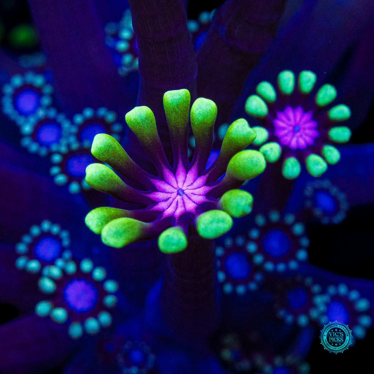 WWC Macho Man Alveopora
