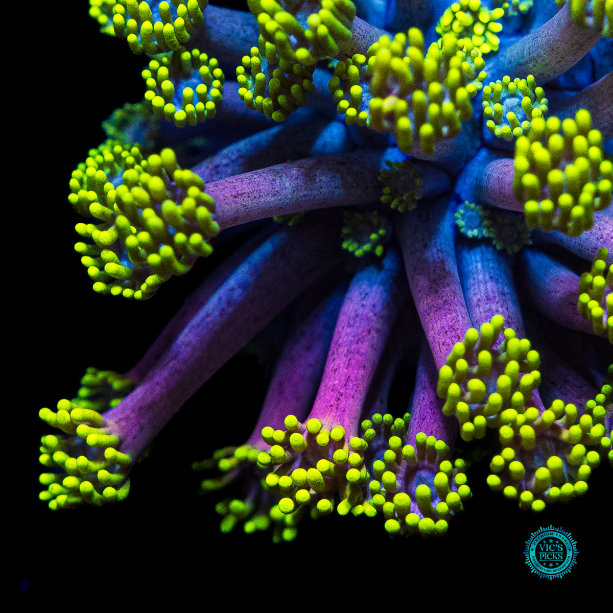 WWC Hail Hydra Goniopora