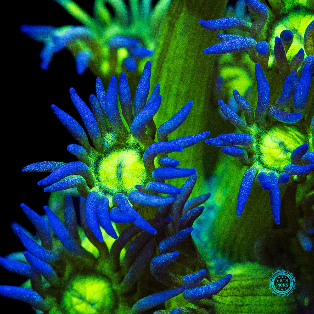 Blueberry Shadow Goniopora