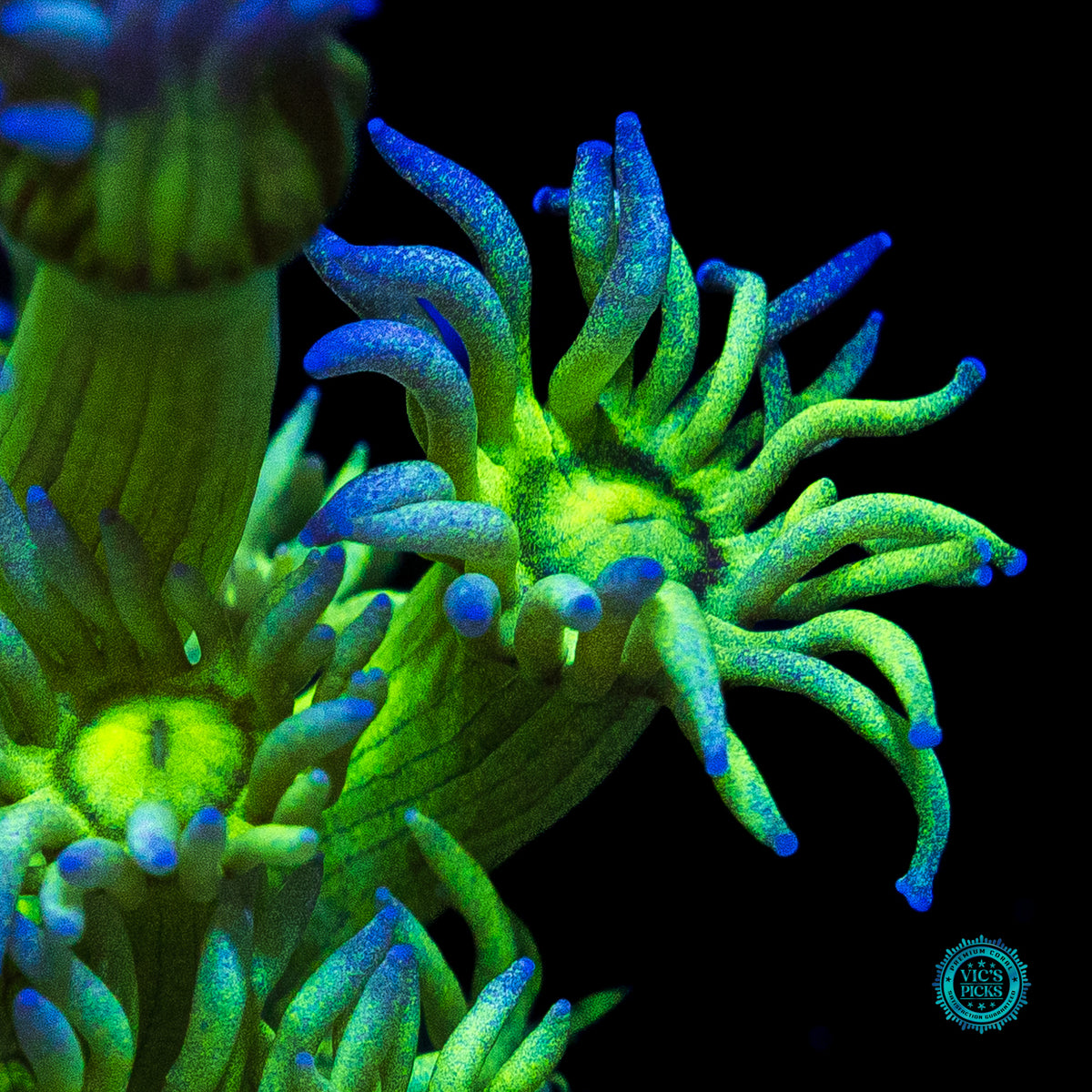 Blueberry Shadow Goniopora