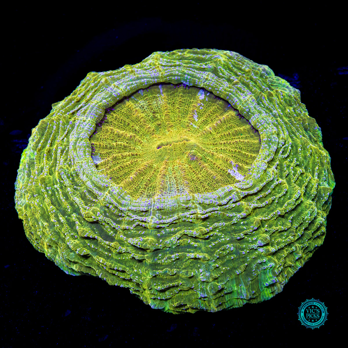 Oro Verde Acanthophyllia