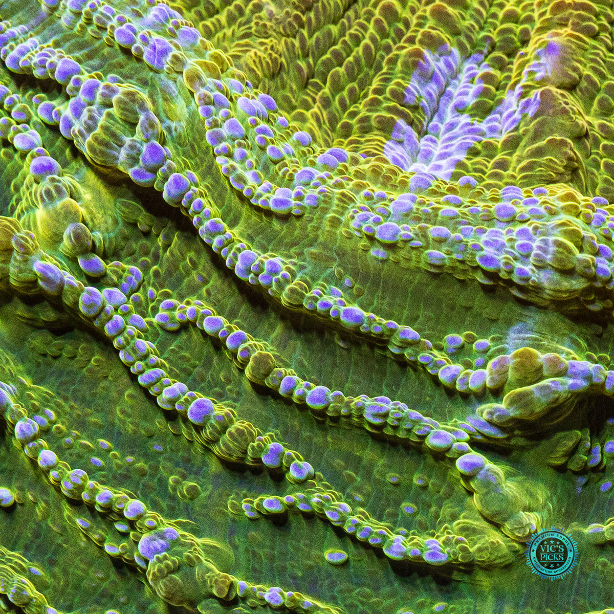 Oro Verde Acanthophyllia