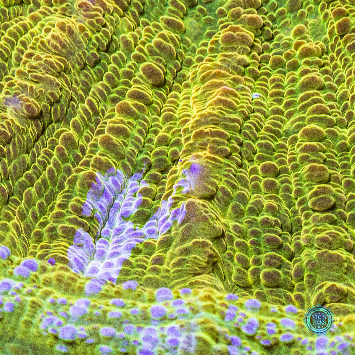 Oro Verde Acanthophyllia