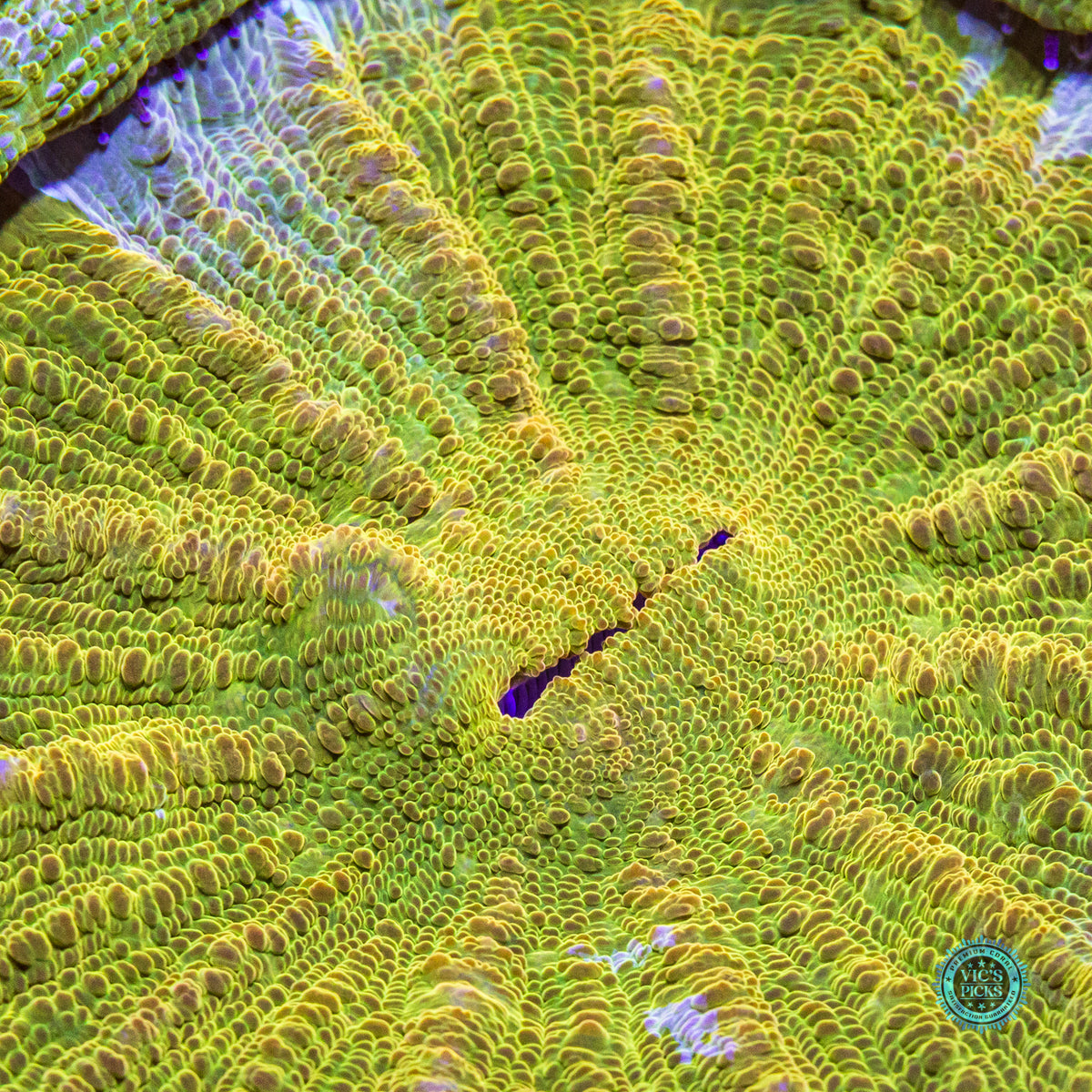 Oro Verde Acanthophyllia