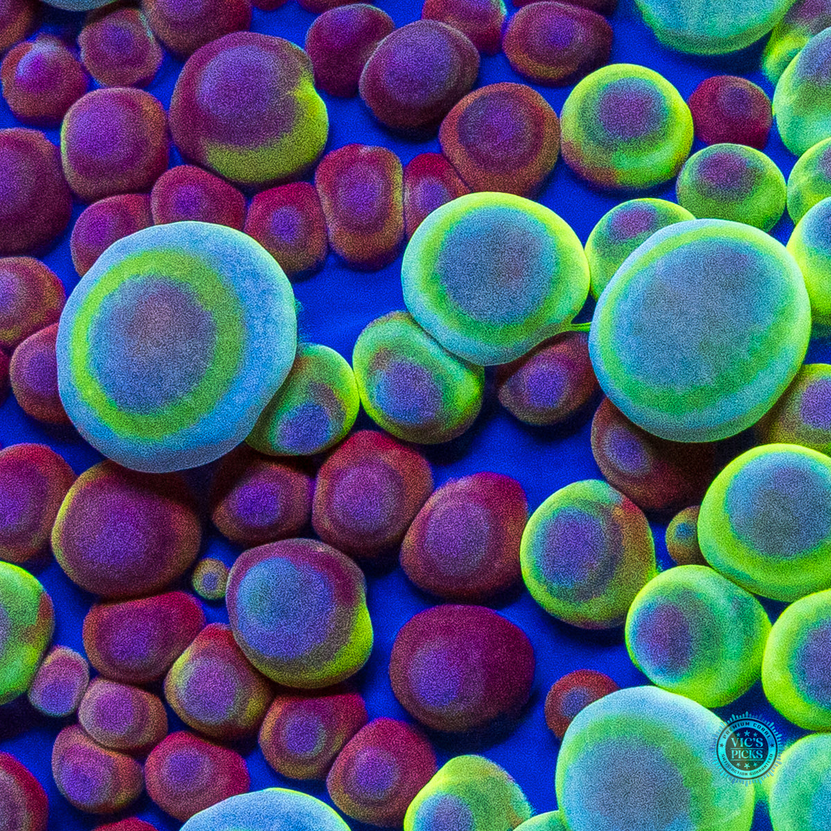 Alien Rave Yuma Mushroom