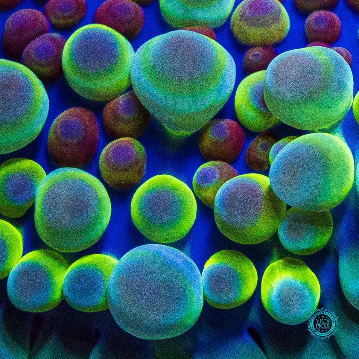 Alien Rave Yuma Mushroom