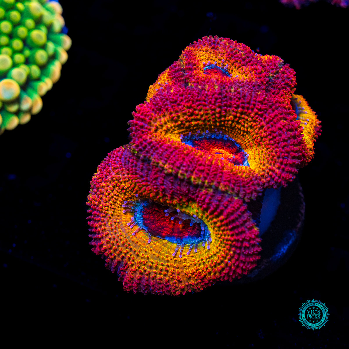 WWC Solar Flare Aussie Lord