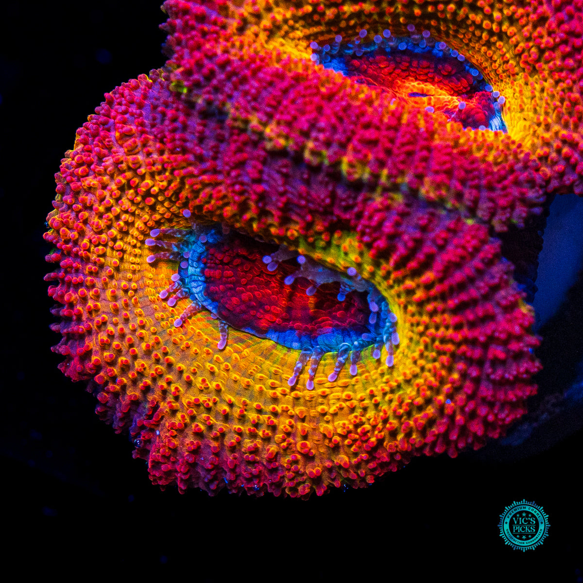 WWC Solar Flare Aussie Lord