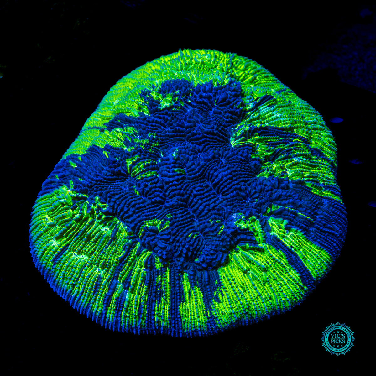 Hemisphere Halomitra Plate