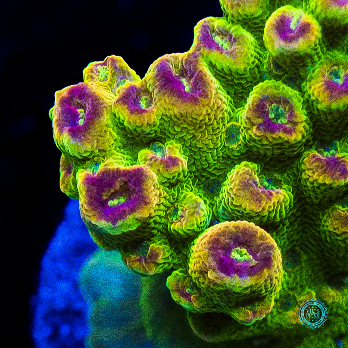 WWC Captain Caveman Acropora