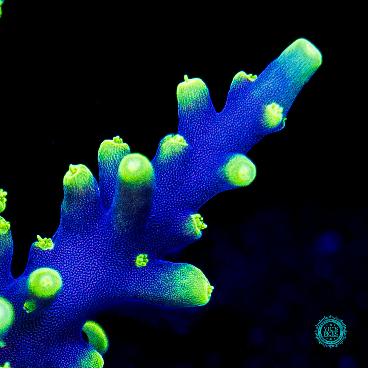 WWC Moonshine Acropora