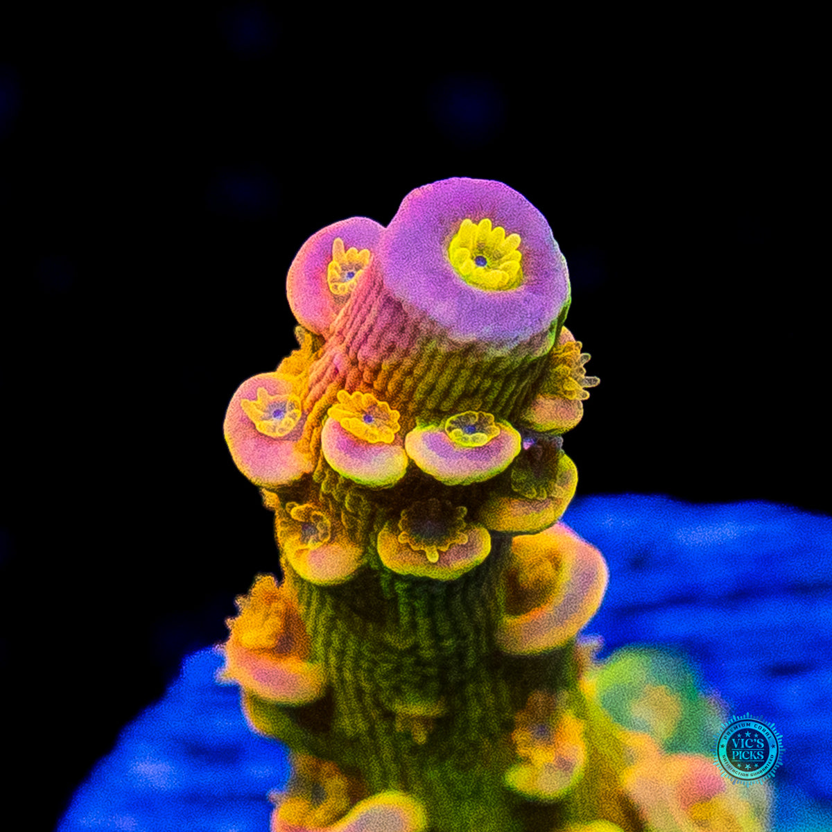 WD Tenuis Acropora
