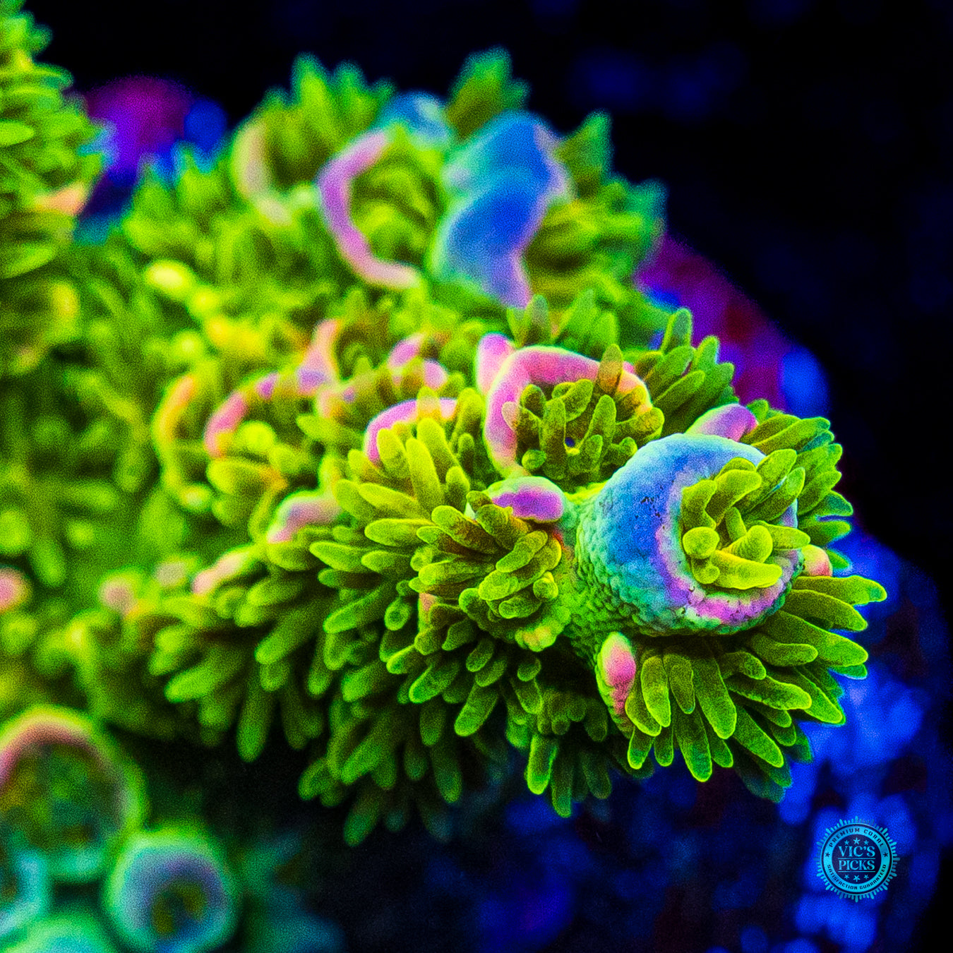 Jason Fox Homewrecker Acropora