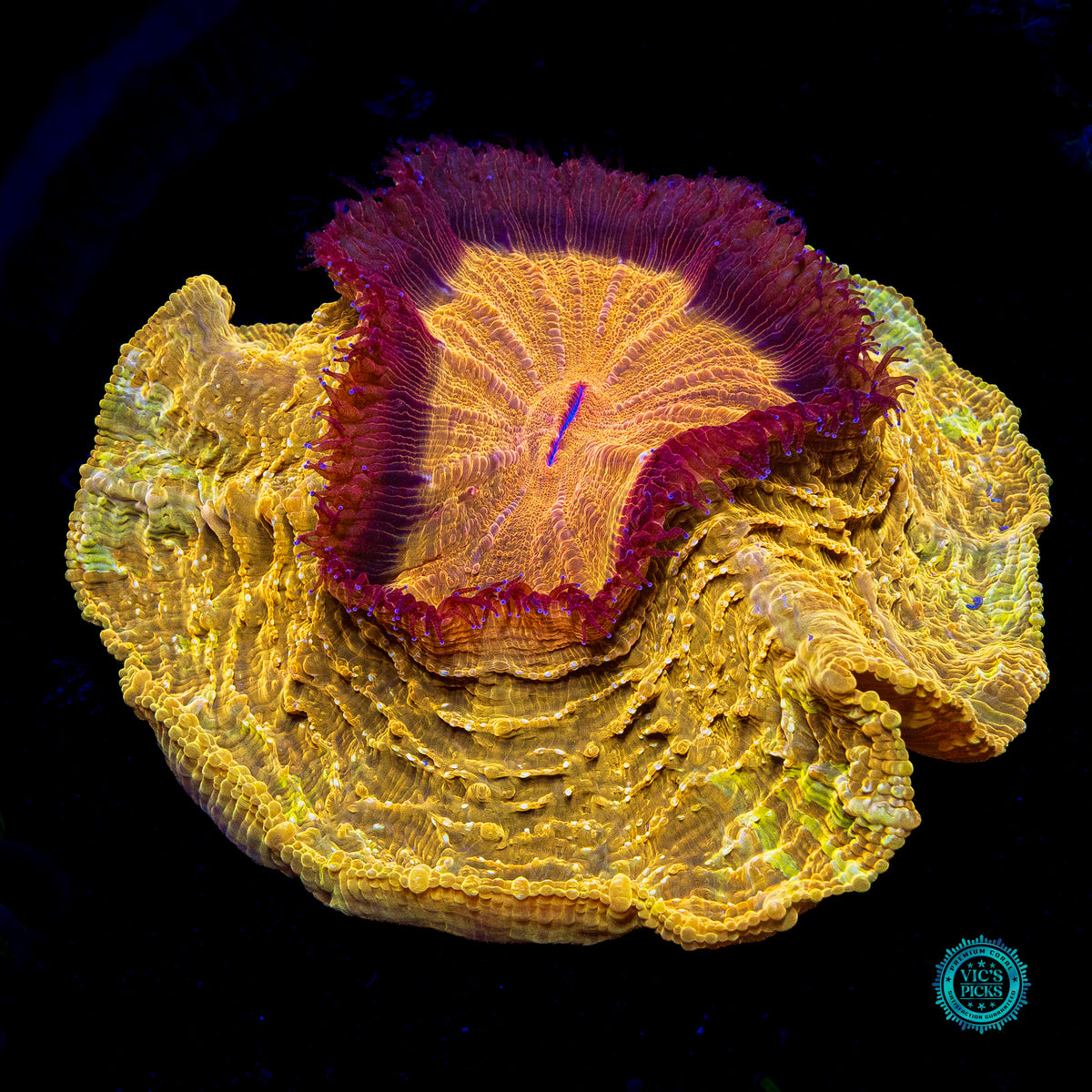 Golden Volcano Acanthophyllia
