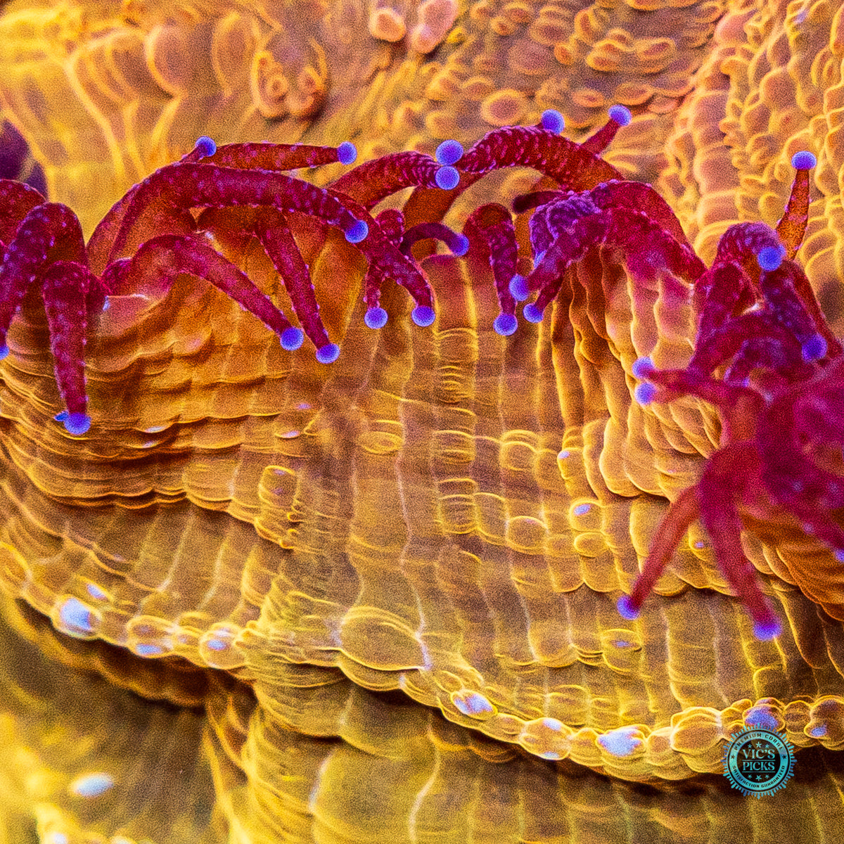 Golden Volcano Acanthophyllia