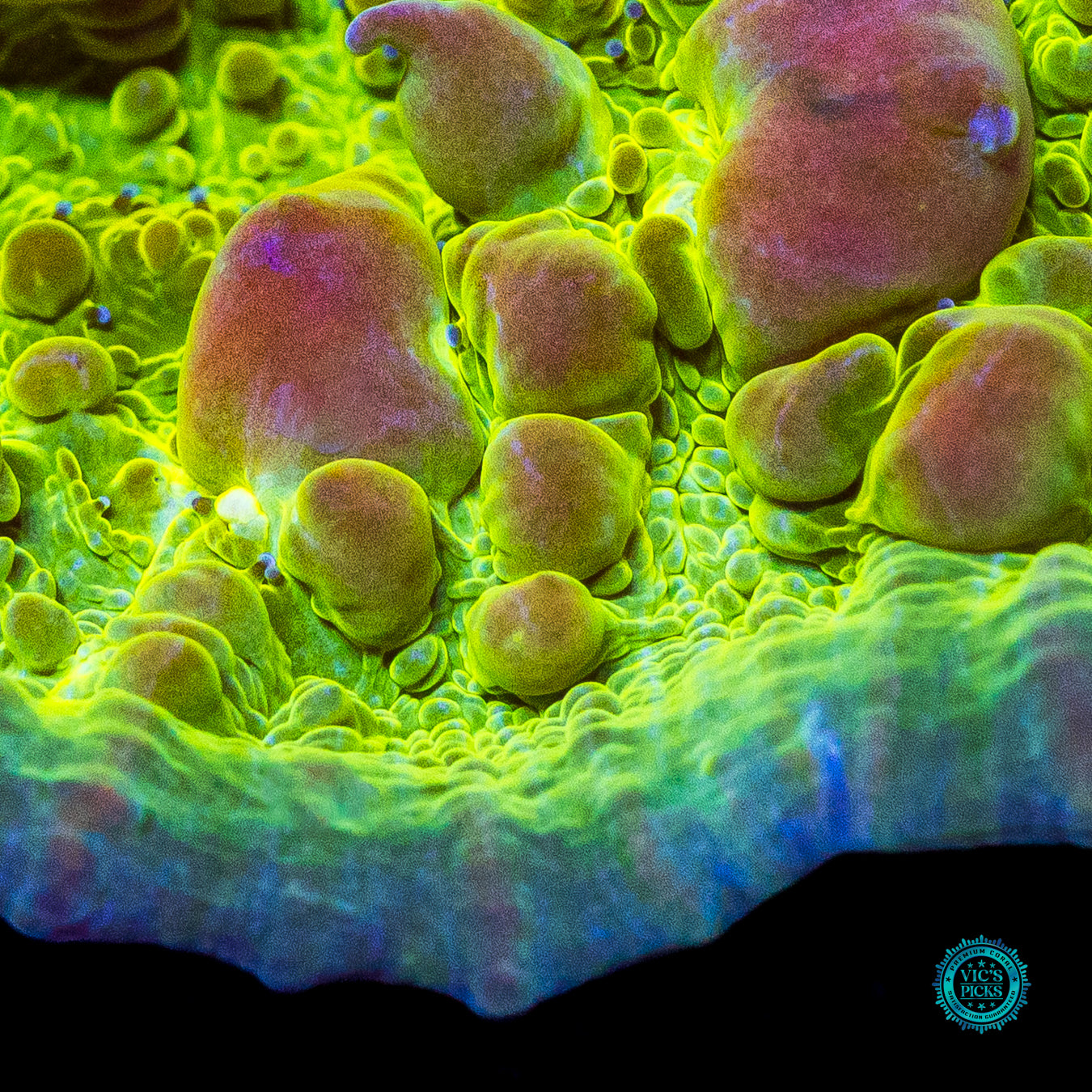 Neon Cosmic Candy Bounce Chalice