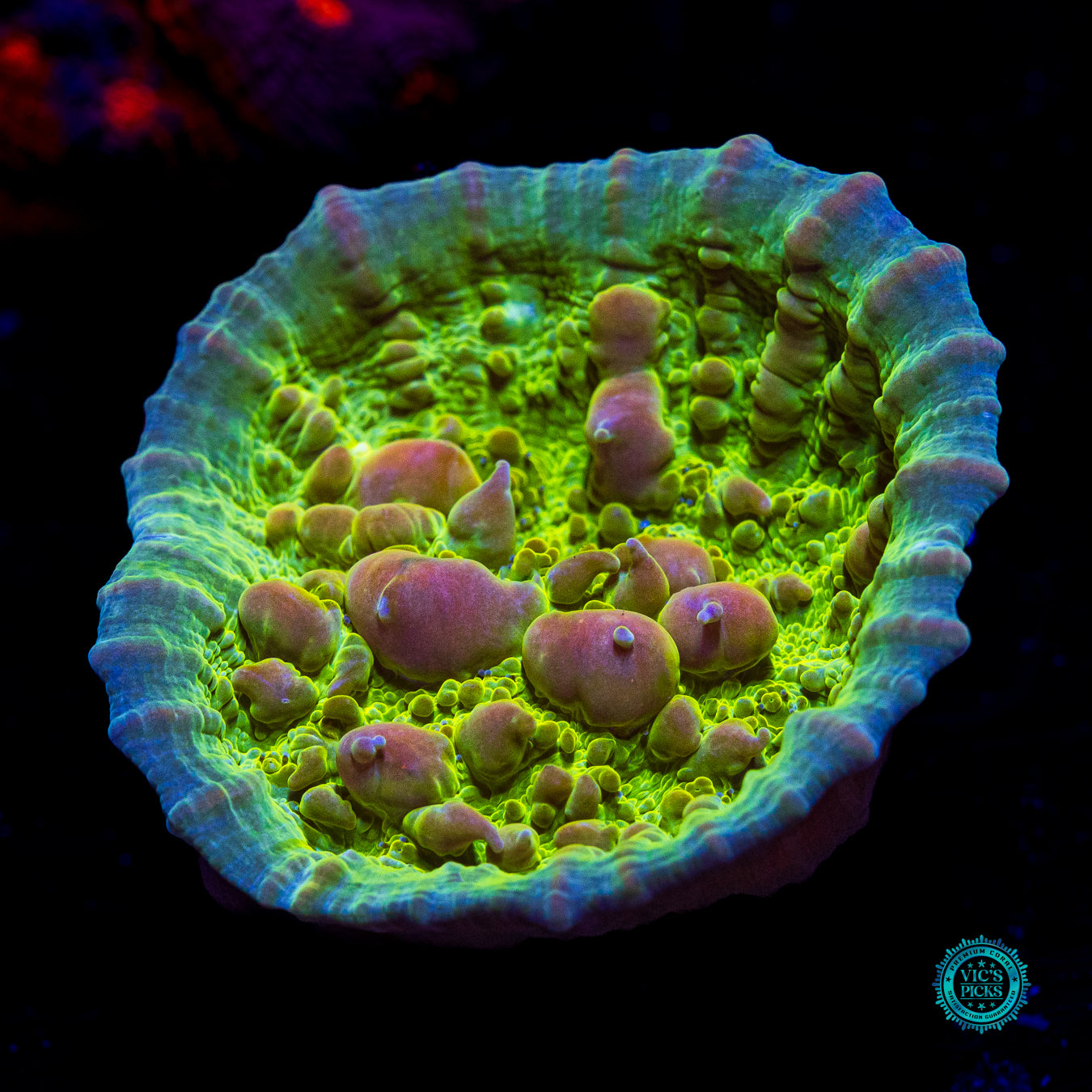 Neon Cosmic Candy Bounce Chalice