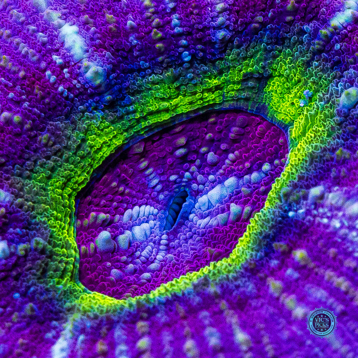 Black Hole Vitiensis Scolymia
