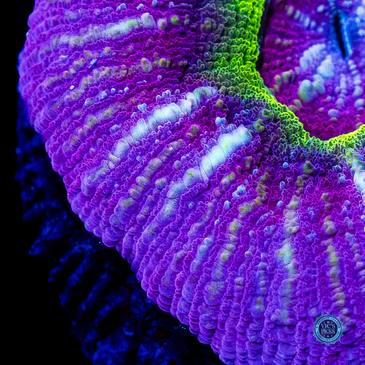 Black Hole Vitiensis Scolymia
