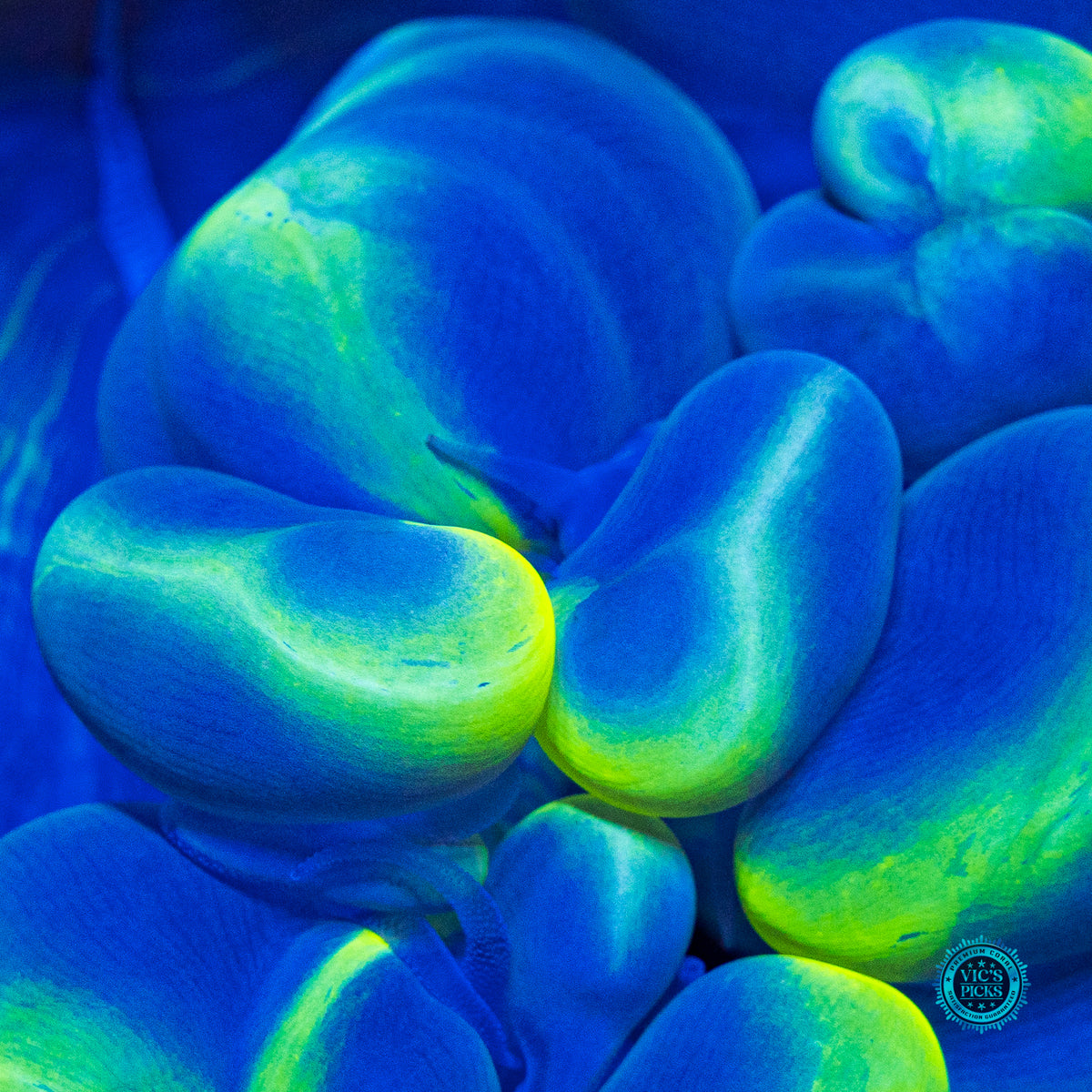 Dreamy Blue Bubble