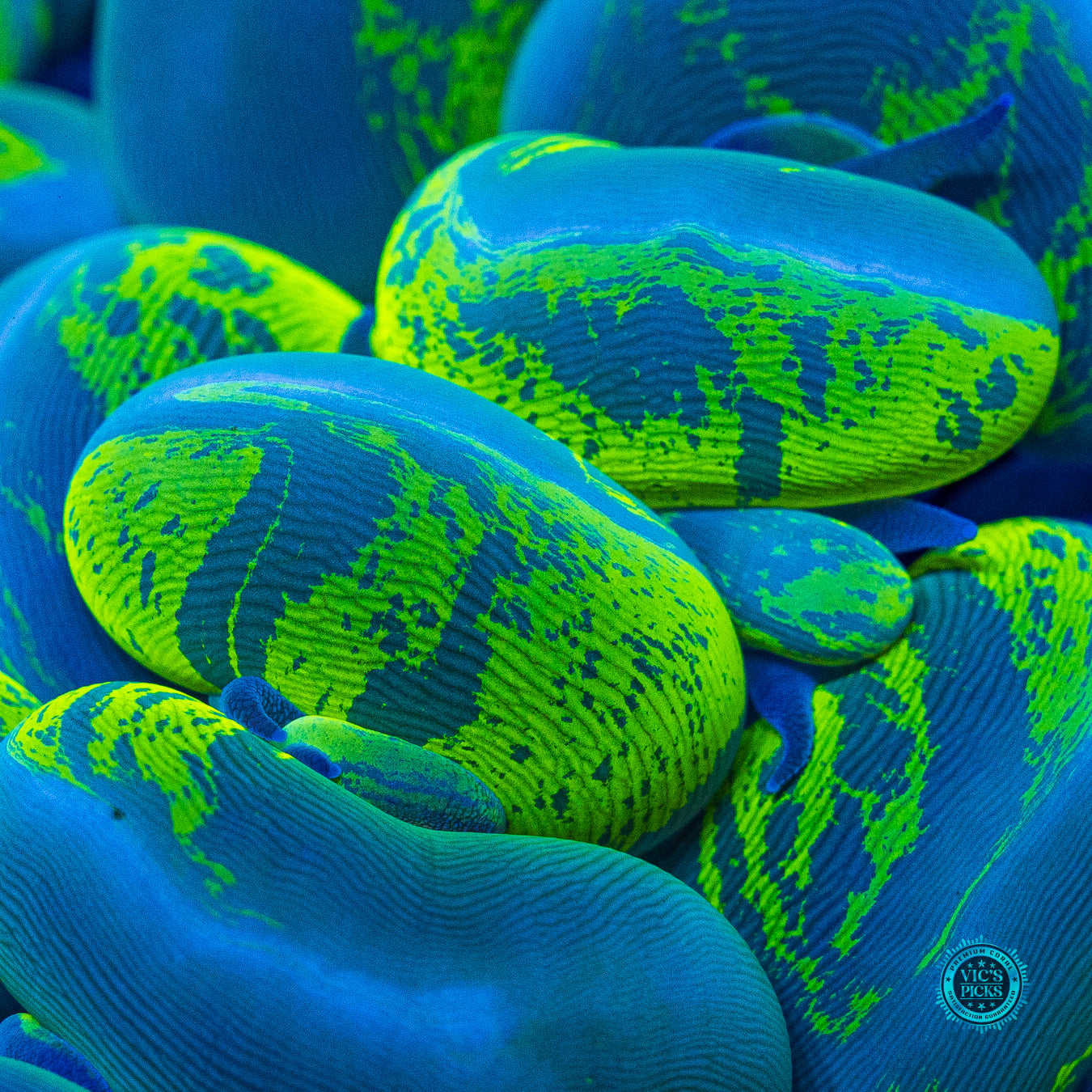 Ultimate Neon Splatter Bubble