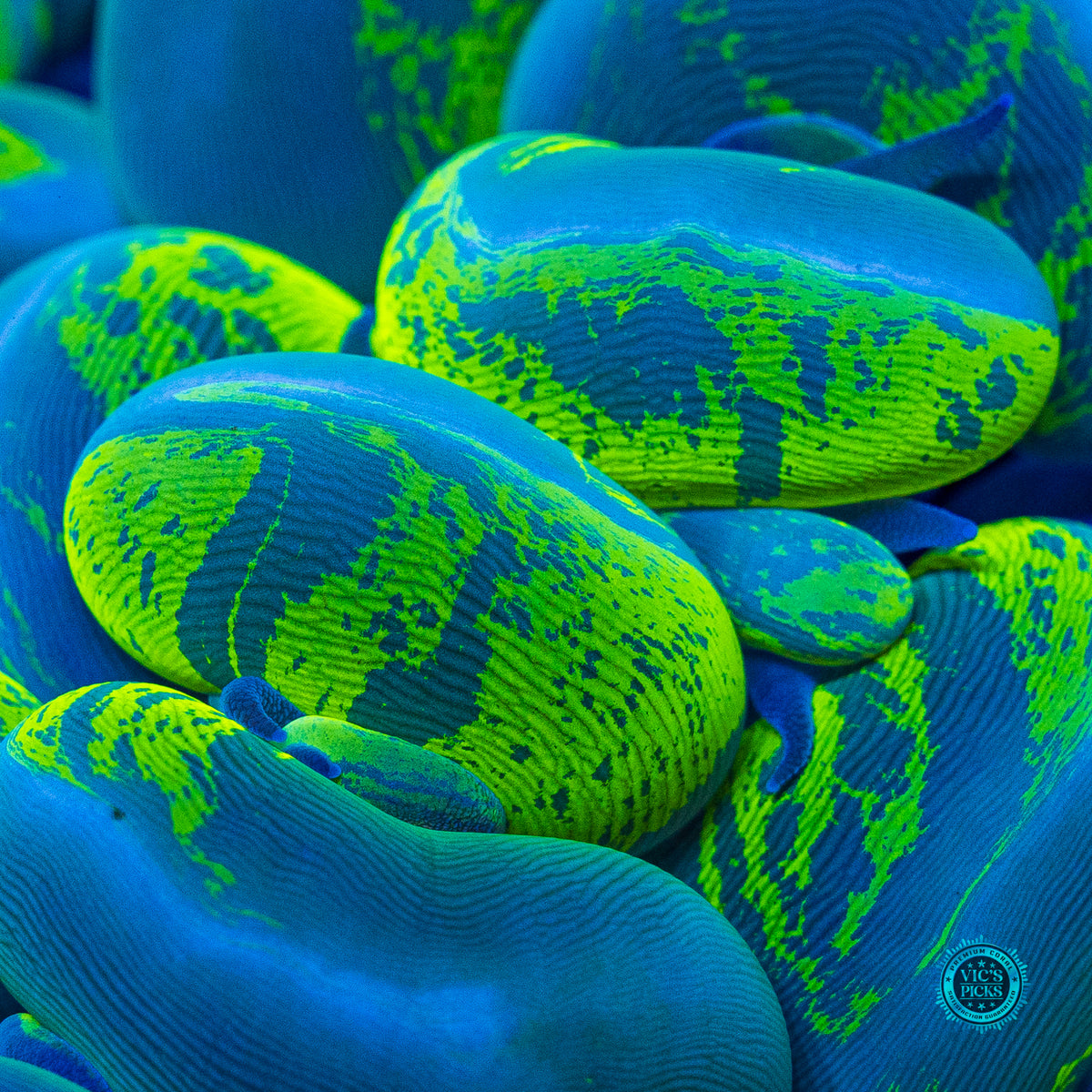 Ultimate Neon Splatter Bubble