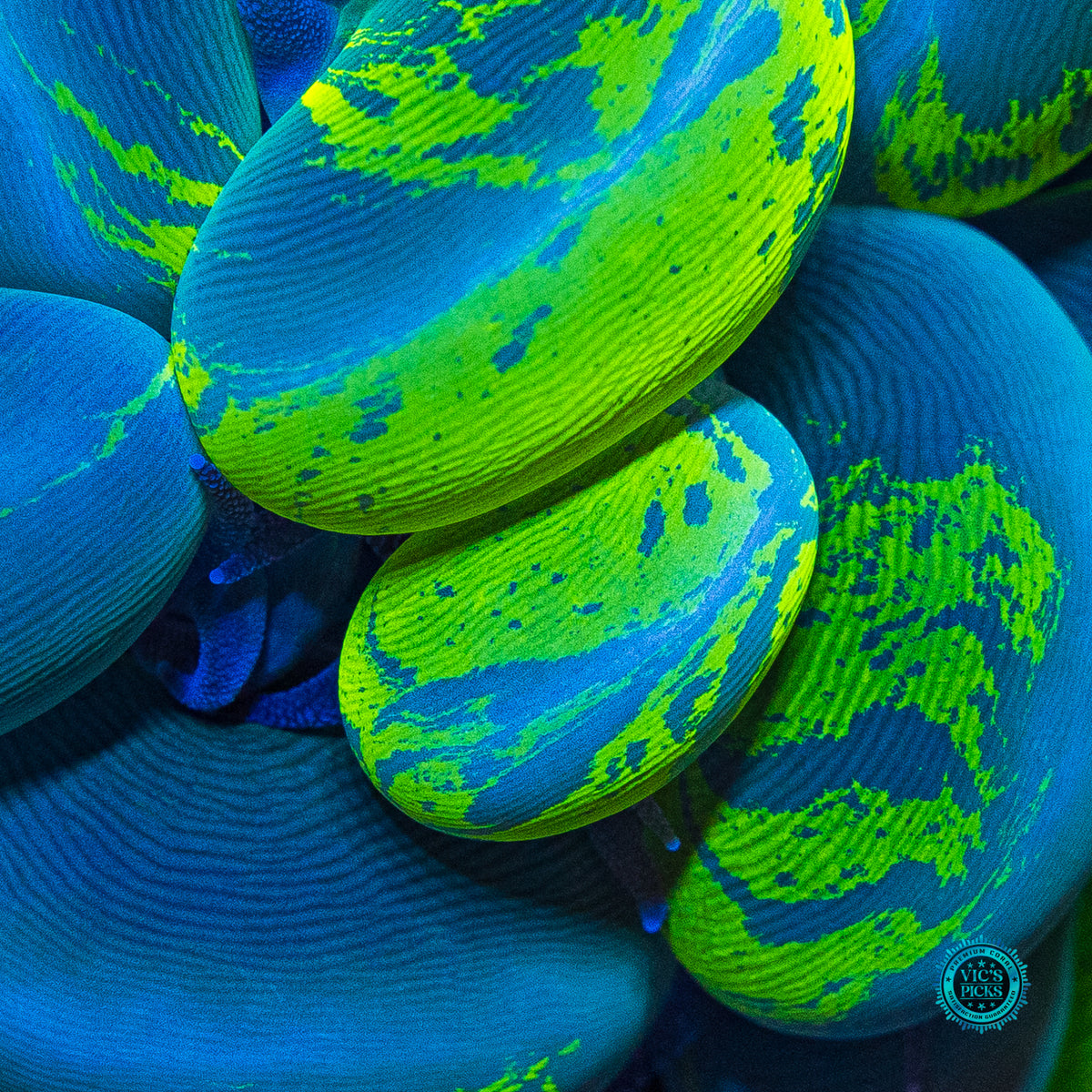 Ultimate Neon Splatter Bubble