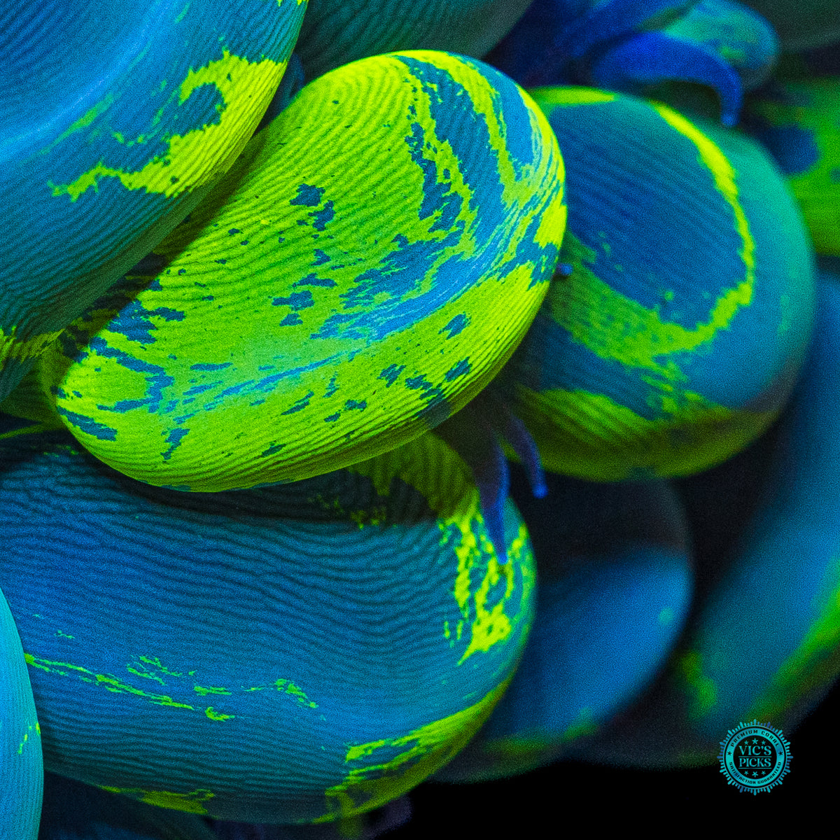 Ultimate Neon Splatter Bubble