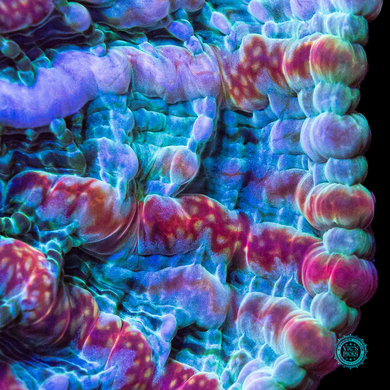 Kaleidoscope Indophyllia