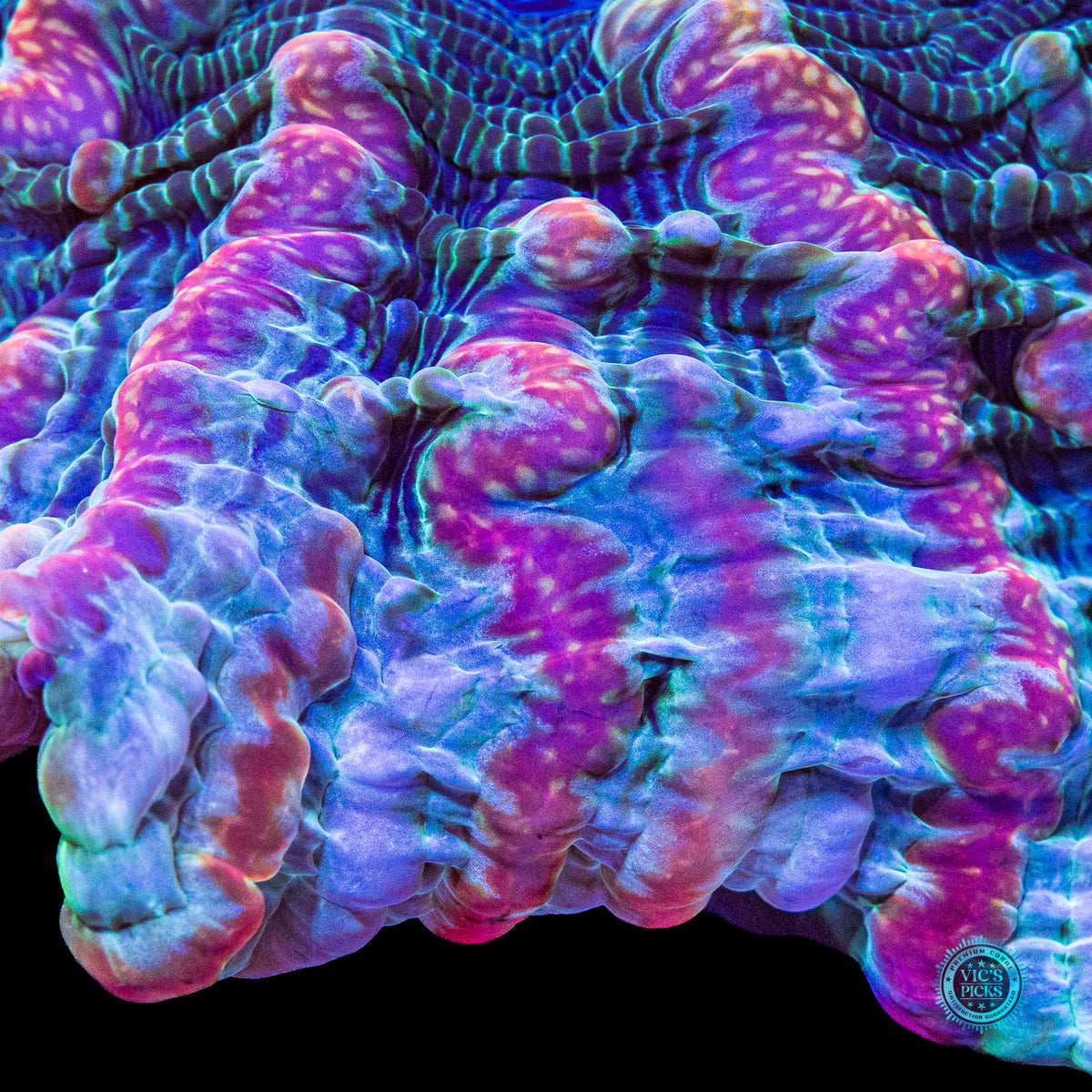 Kaleidoscope Indophyllia
