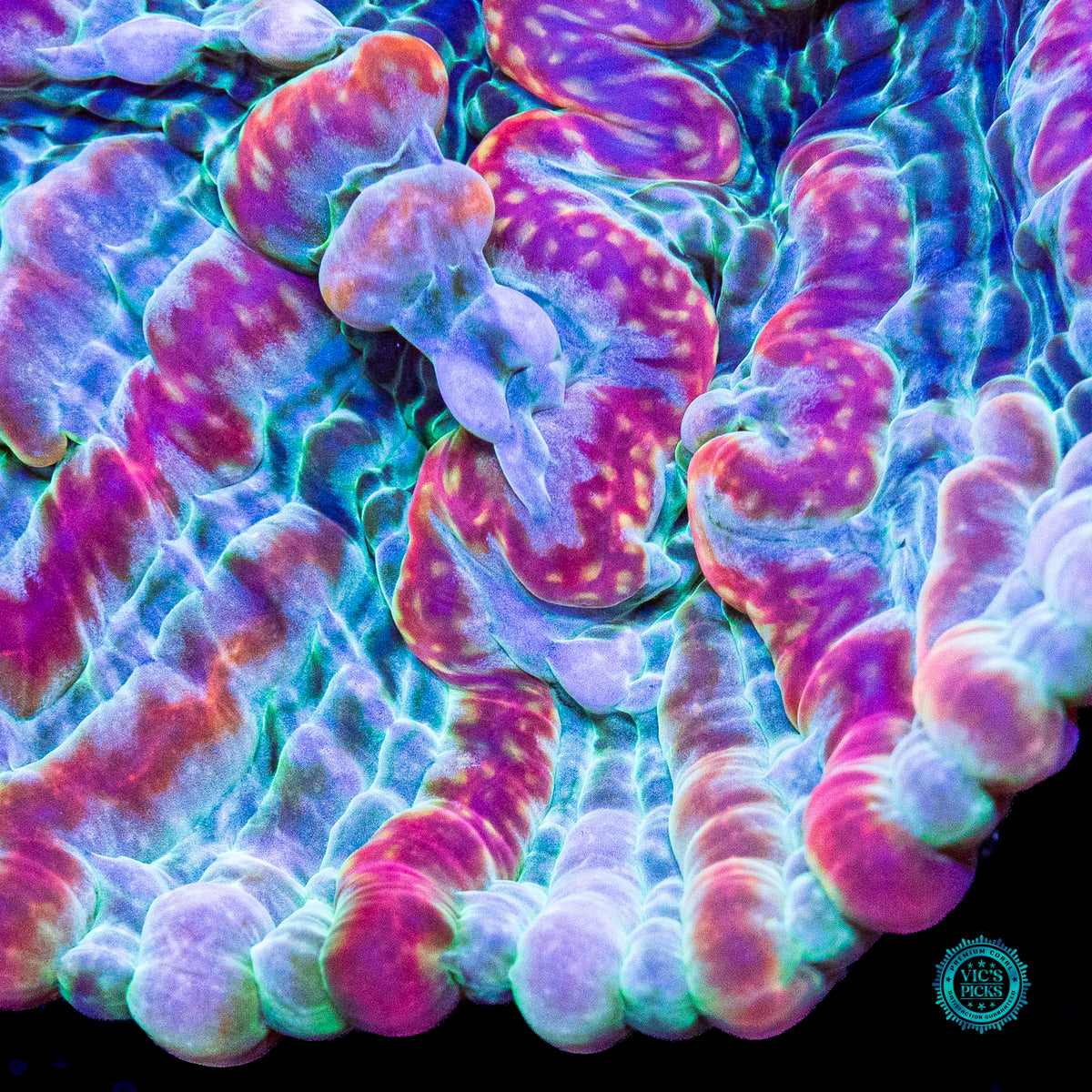 Kaleidoscope Indophyllia
