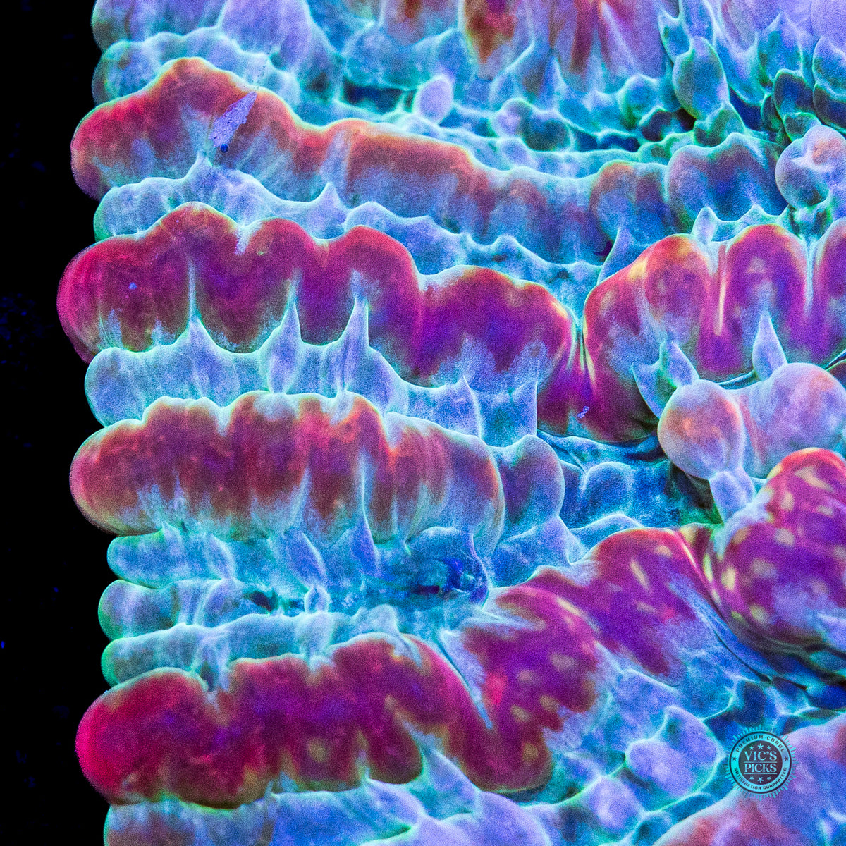 Kaleidoscope Indophyllia